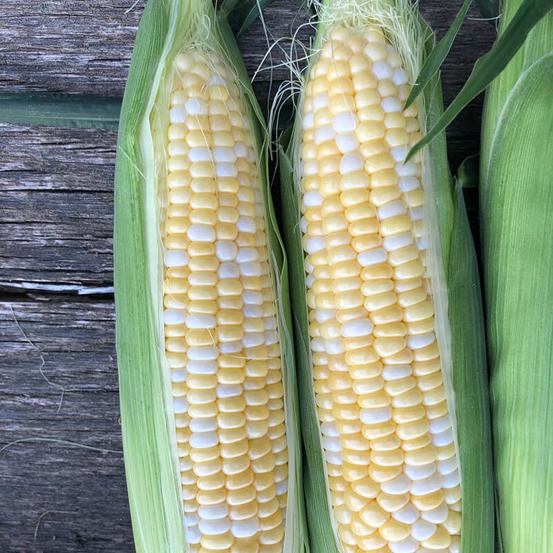 Sweet Corn Evolution F1 Seed – Harris Seeds