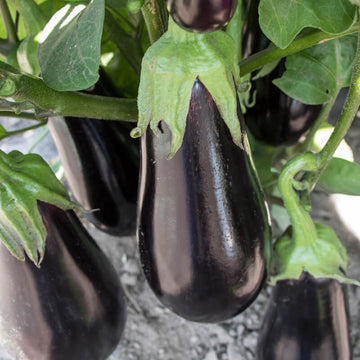 Eggplant Gaudi F1 Seed