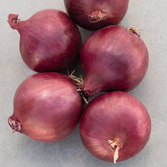Onion Red Carpet F1 Organic Seed