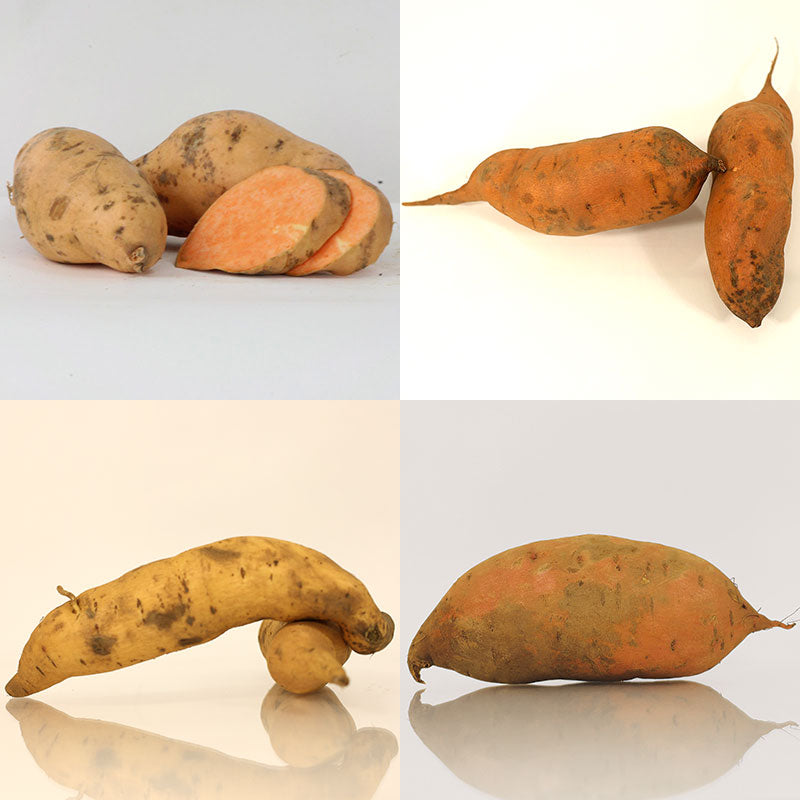 Sweet Potato 100 Plant Collection