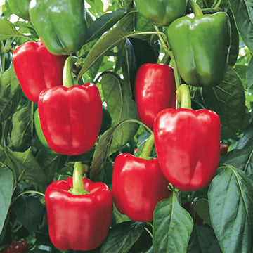 Pepper Bell Red Quadrato Rosso D'Asti – Weston seed