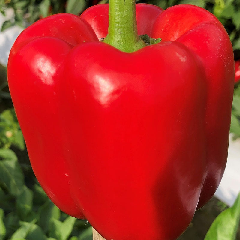 Pepper Sailfish F1 Seed – Harris Seeds