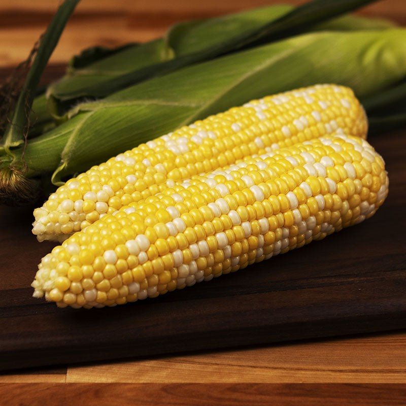 Sweet Corn Biotech Matriarch F1 Seed