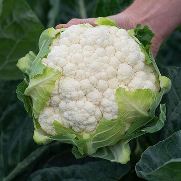 Cauliflower Bermeo F1 Organic Seed