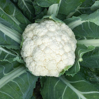 Cauliflower Bermeo F1 Organic Seed