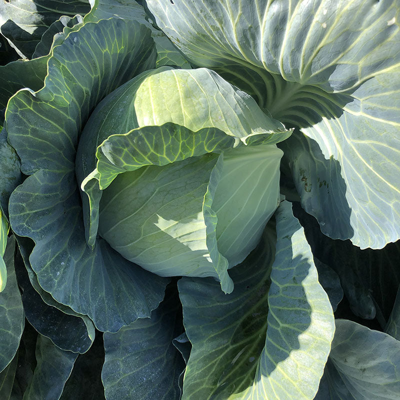 Cabbage Satie F1 Seed