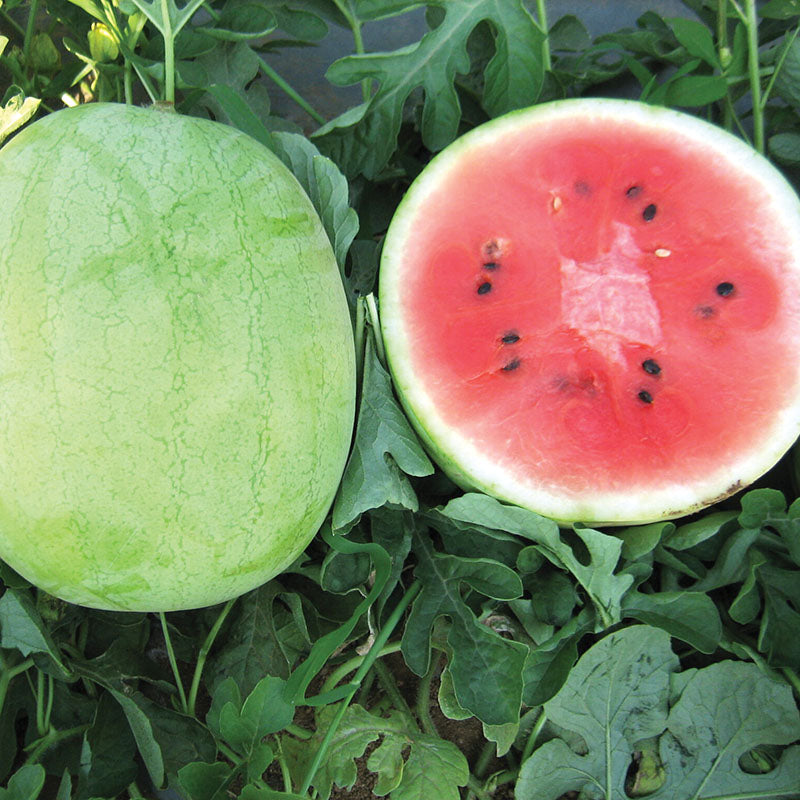 Watermelon Minipool F1 Seed