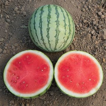 Watermelon Ocelot F1 Seed