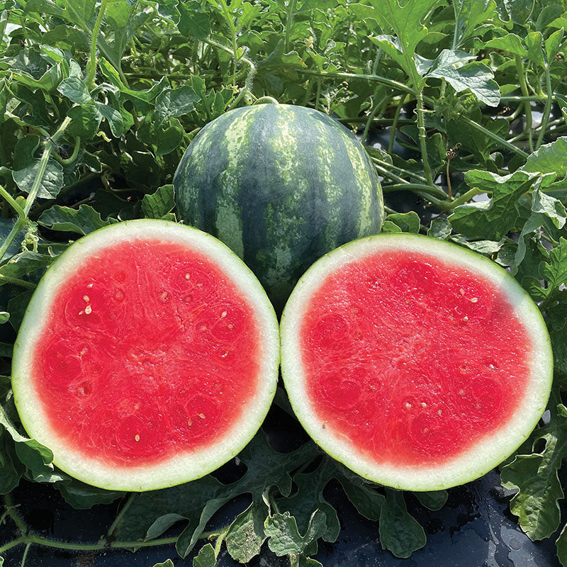 Watermelon Nectaro F1 Seed