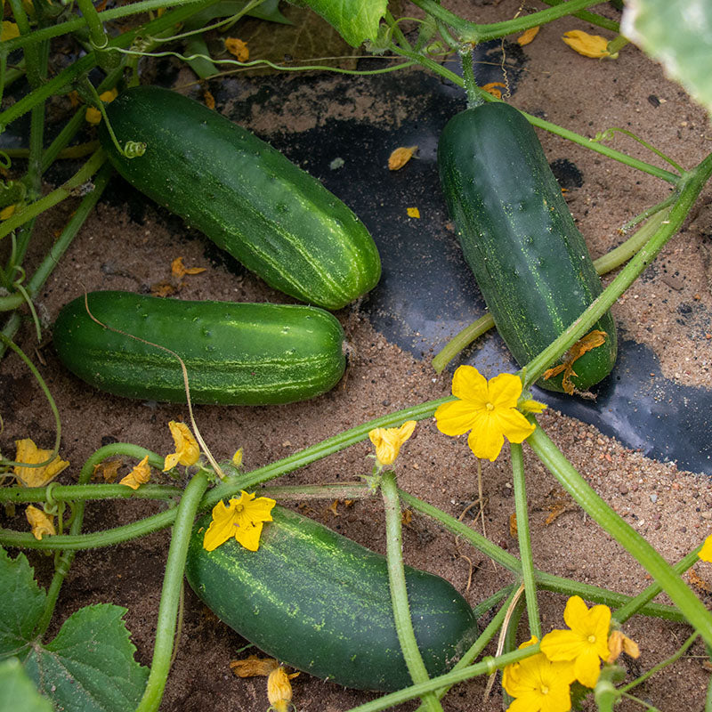 Cucumber El Camino F1 Seed