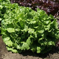 Lettuce Starstruck Seed