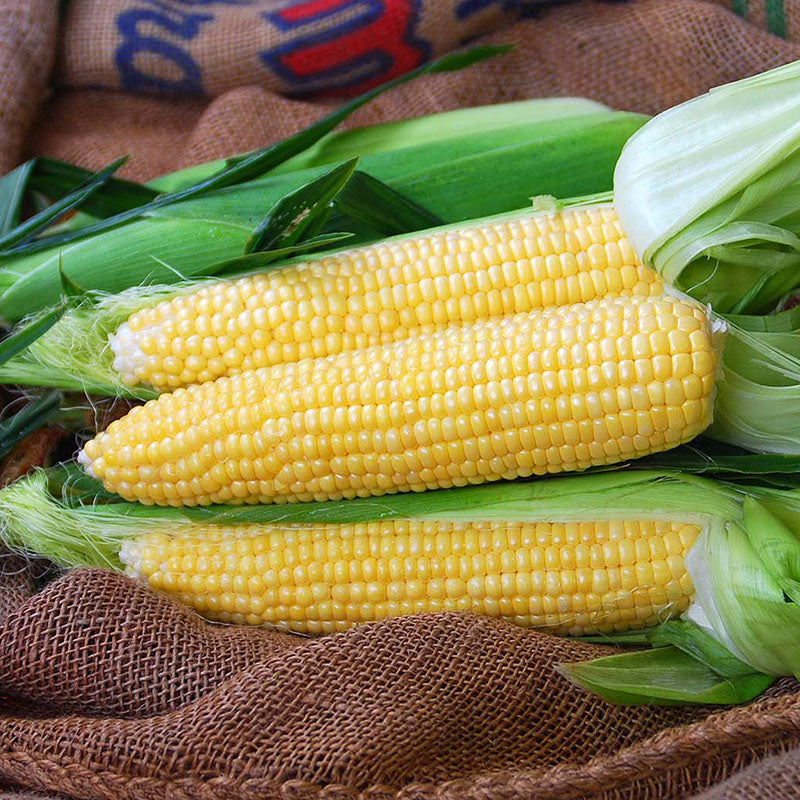 Sweet Corn Gold Standard F1 Seed – Harris Seeds
