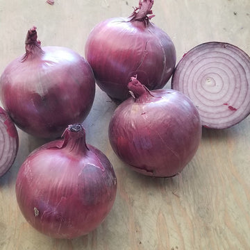 Onion Tannat F1 Seed