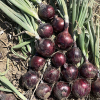 Onion Tannat F1 Seed