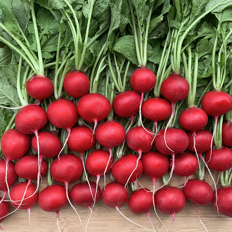 Radish Red Queen F1 Seed – Harris Seeds