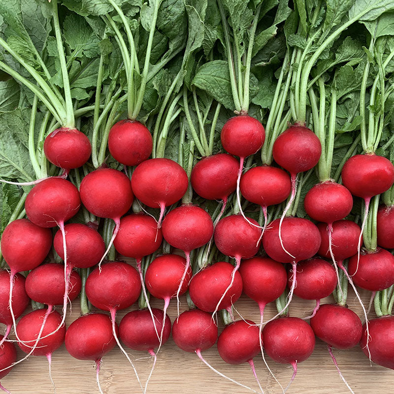 Radish Red Queen F1 Seed