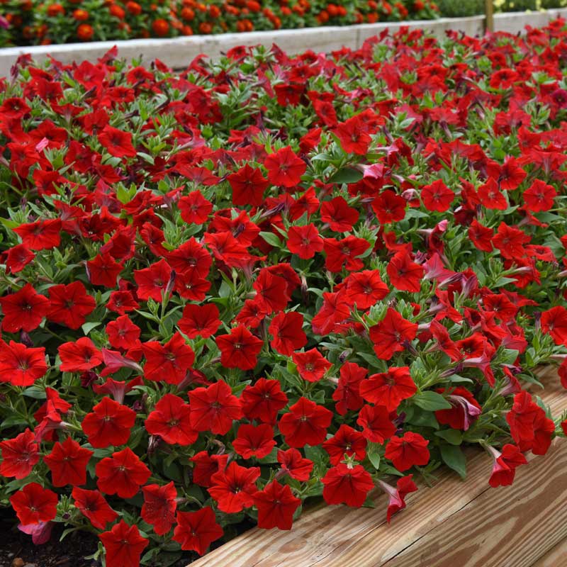 Petunia Easy Wave Red F1 Seed