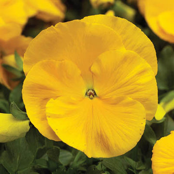 Pansy Delta Premium Pure Golden Yellow Seed