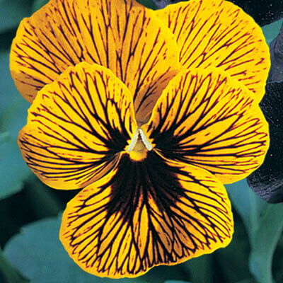 Viola Angel Tiger Eye Yellow F1 Seed – Harris Seeds
