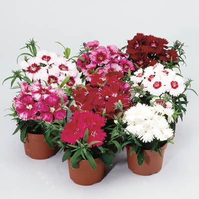 Dianthus Diana Mix F1 Seed