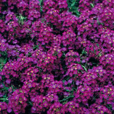 Alyssum Wonderland Deep Purple Seed