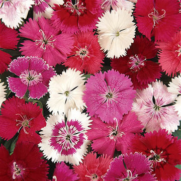Dianthus Ideal Select Mix F1 Seed