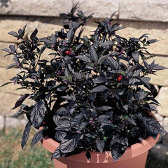 Ornamental Pepper Black Pearl Seed