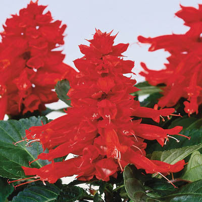 Salvia Reddy Bright Red Seed