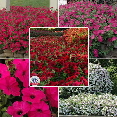 Petunia Tidal Wave F1 Collection Seed
