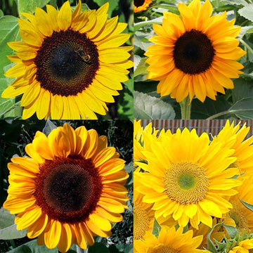 Sunflower Pollen-Free Collection Seed