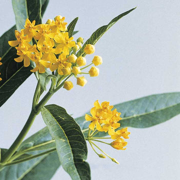 Asclepias Silky Gold Seed