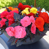 Begonia Nonstop Mocca Mix F1 Seed