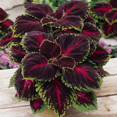 Coleus Kong Red Seed