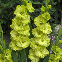 Gladiolus Green Star