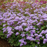 Ageratum Blue Planet F1 Seed