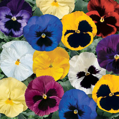 Pansy Delta Premium Mix F1 Seed