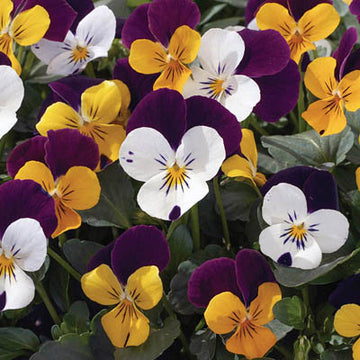 Viola Penny Jump Up Mix F1 Seed
