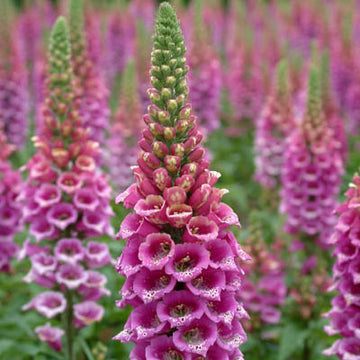 Digitalis Candy Mountain Seed