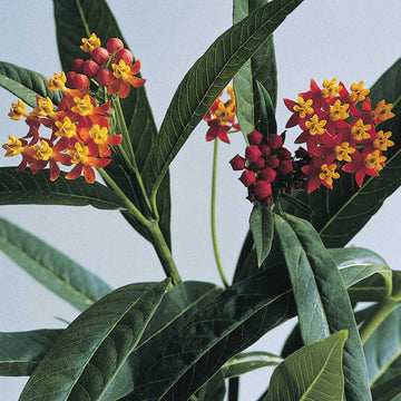 Asclepias Silky Deep Red Seed