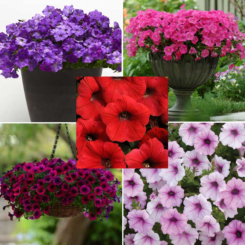 Petunia Shock Wave F1 Collection Seed