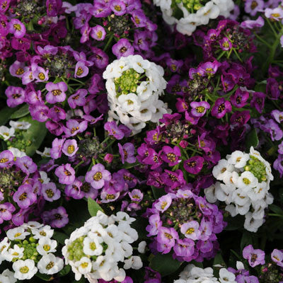 Alyssum Clear Crystals Mix Seed