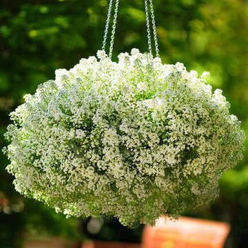 Alyssum Clear Crystals White Seed