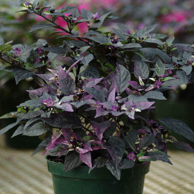 Ornamental Pepper Purple Flash Seed