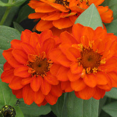 Zinnia Profusion Double Fire Seed