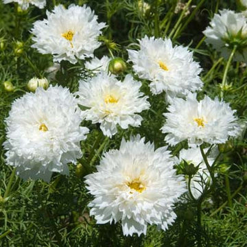 Cosmos Double Click White Seed
