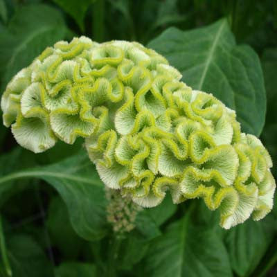 Celosia Spring Green Seed