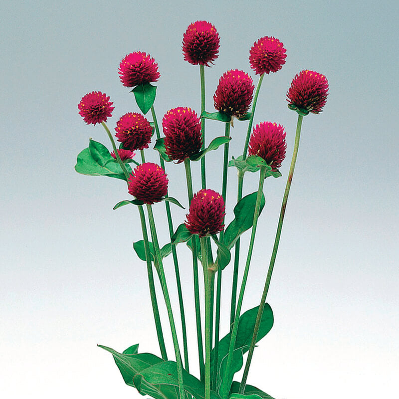 Gomphrena Audray Purple Red Seed