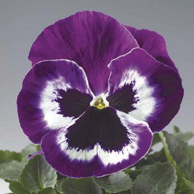 Pansy Delta Premium Violet/White F1 Seed