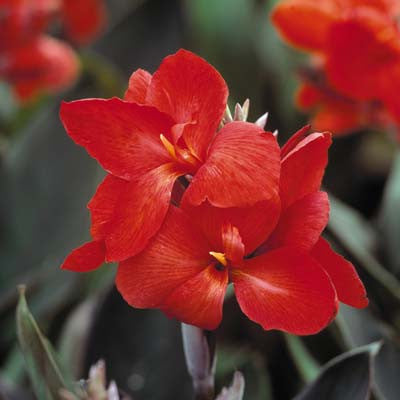 Canna Tropical Bronze Scarlet Seed
