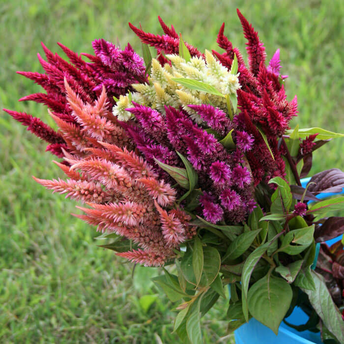 Celosia Celway Mix Seed
